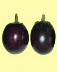 বারি বিটি বেগুন-৩: ফল ছিদ্রকারীপোকা প্রতিরোধী জাত