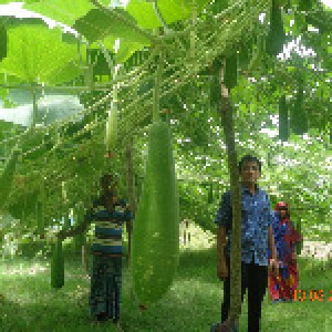 আইএফএমসি মাঠ স্খুল সবজি বাগান, জোয়ার আওরাবুনিয়া, নলছিটি, ঝালকাঠি। (2)