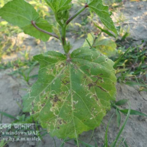 ঢেঁড়শের পাতা সুড়ঙ্গকারী পোকা