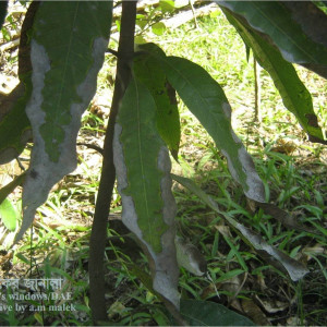 পটাশের ঘাটতি