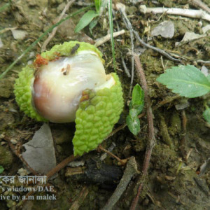 লিচুর ফল ছিদ্রকারী পোকা