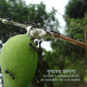 আমের কুশন স্কেল পোকা